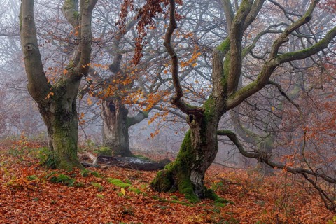 Beech in Hutewald Halloh, Hesse, Germany