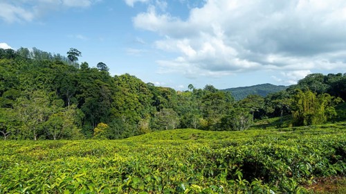 Tea plantation on hills between tropical rainforest, Amani Nature Forest Reserve, Eastern Usambara