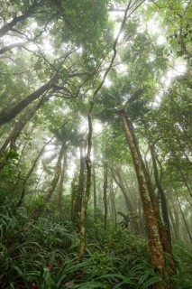 Misty tropical forest with ficus and endemic species on the way to Mount Sorrow in Daintree