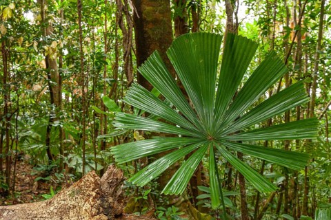 Australian fan palms in sunny rainforest on the way to Mount Sorrow in Daintree National Park