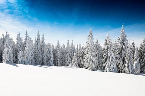 Snow-covered fir trees in sunshine, Stübenwasen, Feldberg, Todtnauberg, Black Forest,