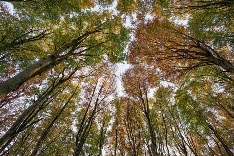 Autumn forest, view of the treetops from below, Schauinsland, Freiburg im Breisgau, Black Forest,