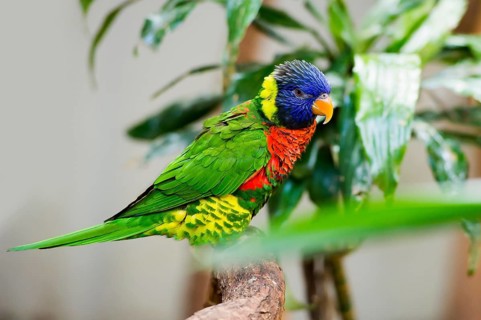 Parrot, colorful, all-color lory, Trichoglossus haematodus