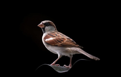 A House Sparrow (Species domesticus) on black background Gazipur, Bangladesh