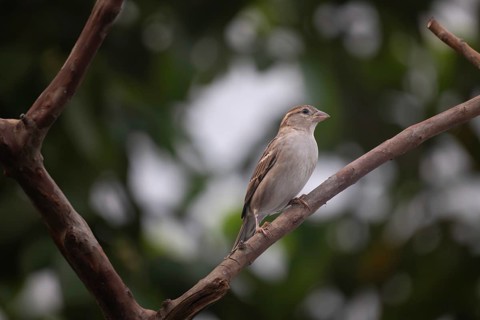 House sparrow (Passer domesticus) sitting on a tree branch, Gazipur, Bangladesh