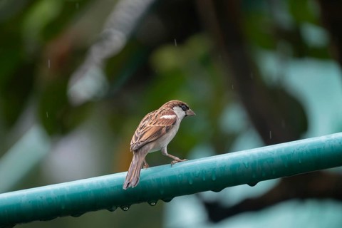 A house sparrow (Passer domesticus) Gazipur, Bangladesh
