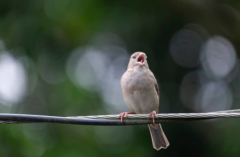 A house sparrow (Passer domesticus) is calling while perched on a wire, Gazipur, Bangladesh