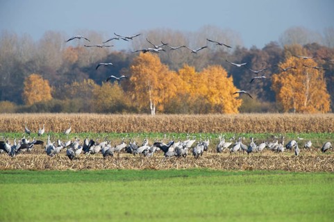Cranes (grus grus) while resting on the southward train looking for food in a harvested corn field,