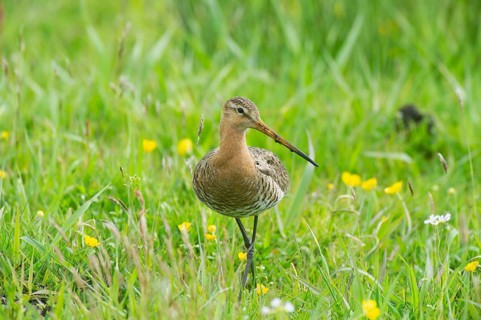 Black-tailed gown (Limosa limosa) looking for food in meadows, Lower Saxony, Germany