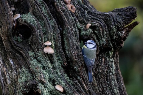 Blue tit (Parus caerulea), Emsland, Lower Saxony, Germany