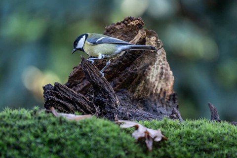 Great tit (Parus major), Emsland, Lower Saxony, Germany