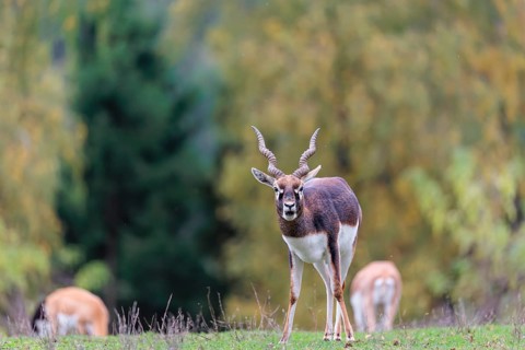 A male blackbuck (Antilope cervicapra) stands on a green meadow on a cloudy day. Some females can
