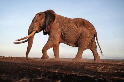 African elephant (Loxodonta africana), the famous Super Tusker elephant Craig, old male with long