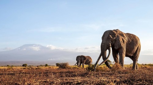 African elephant (Loxodonta africana) with Kilimanjaro, the famous Super Tusker elephant Craig, old