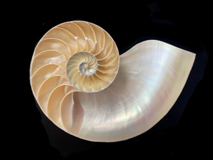 Pearl boat (Nautilus pompilius), Nautilidae family, interior view of the bowl, phragmocon, spiral,