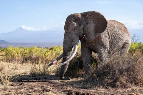 African elephant (Loxodonta africana), the famous Super Tusker elephant Craig, old male with long