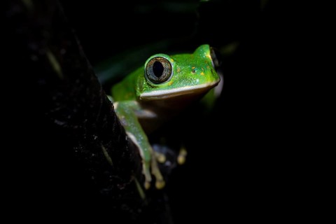 Forest climbing frog (Leptopelis barbouri) in the jungle, night view, Amani Forest Reserve,