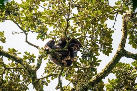 Chimpanzee (Pan Troglodytes), adult male feeding in the treetop in the jungle, Murchison Falls