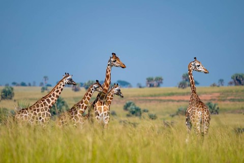 Rothschild giraffes in Murchison Falls National Park, Uganda