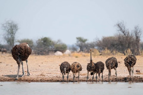 African ostrich (Struthio camelus), funny animal family, mother and six juvenile young animals,