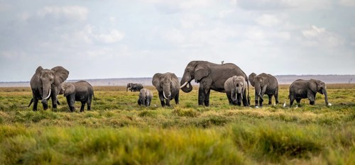 African elephant (Loxodonta africana), herd of young animals in Amboseli National Park, Rift Valley