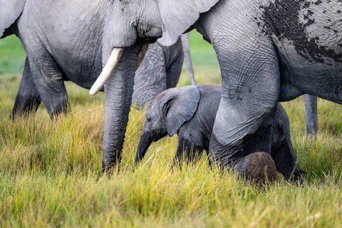 African elephant (Loxodonta africana) with baby, young and dam, Amboseli National Park, Rift Valley