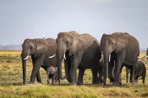 African elephant (Loxodonta africana), herd of young animals in Amboseli National Park, Rift Valley