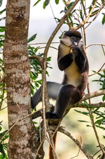 Red-tailed monkeys or Congo white-nosed monkeys (Cercopithecus ascanius schmidti), Kibale National