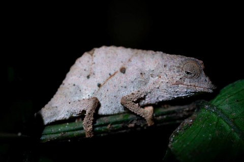 Zomba dwarf chameleon (Rieppeleon brachyurus), white chameleon on a branch at night, Amani Nature