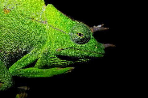 Usambara three-horned chameleon (Trioceros deremensis), chameleon on a branch at night, Amani