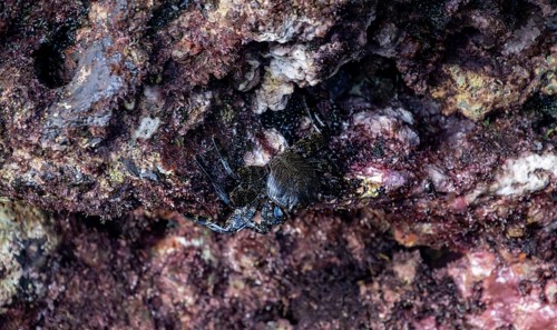 Red rock crab (Grapsus adscensionis), black young on a volcanic rock, coast, La Santa, Lanzarote,