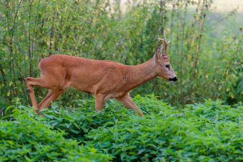 A roe buck (Capreolus capreolus) crosses a nettle thicket. Bavaria, Germany