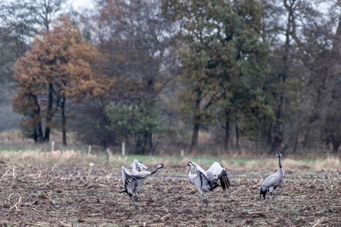 Cranes (Grus grus), fighting, Lower Saxony, Germany
