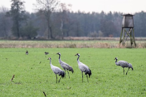 Cranes (Grus grus), Lower Saxony, Germany