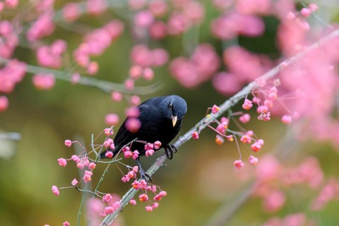 A common blackbird (Turdus merula) sits in a European spindle tree (Euonymus europaeus), and eats
