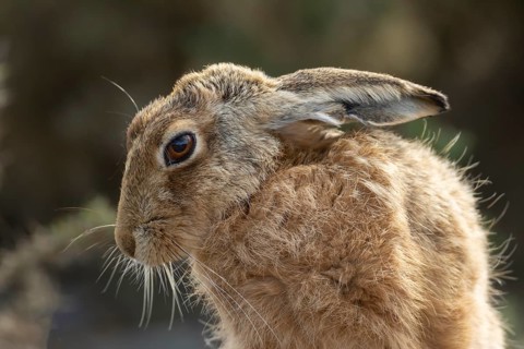 European brown hare (Lepus europaeus) adult animal head portrait, England, United Kingdom