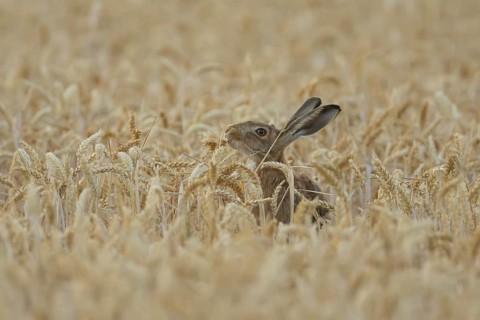 European brown hare (Lepus europaeus) adult animal eating a wheat plant sheath in a farmland field
