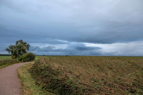 Reed, thatch (Phragmites australis) on the lagoon, dark rain clouds (Nimbostratus), Ahrenshoop,