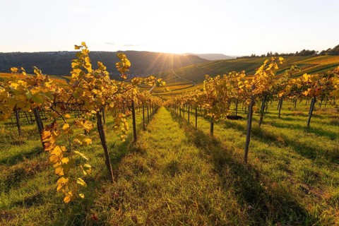 Golden evening sun shines over the colorful vines in the vineyards of Beutelsbach and Weinstadt