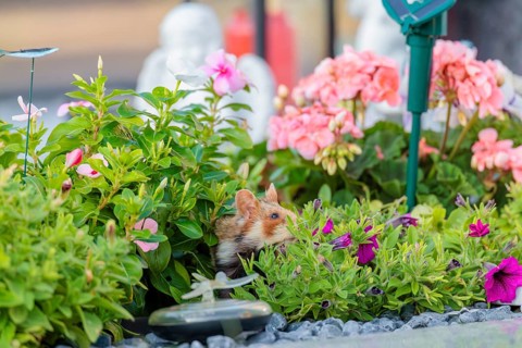 A European hamster (Cricetus cricetus) searches for food on a decorated grave and eats the petals