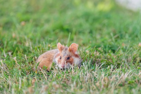 A European hamster (Cricetus cricetus) forages for food on green grass. Vienna, Austria
