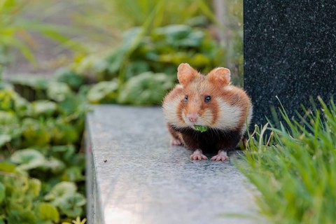 A European hamster (Cricetus cricetus) runs across graves in search for food. Vienna, Austria