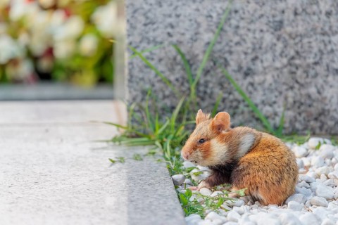 A European hamster (Cricetus cricetus) forages for food on a grave. Vienna, Austria