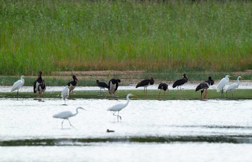 Black storks (Ciconia nigra) and great egret (Ardea alba) in the shallow water zone of a pond,