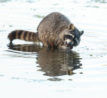 Raccoon (Procyon lotor), looking for food in the shallow water zone of a lake, Lower Saxony,