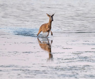 Deer (Capreolus capreolus), young roebuck running through the shallow water zone of a lake, Lower