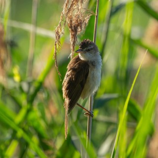 Thrush warbler (Acrocephalus arundinaceus) on a reed, reed (Phragmites australis), Lower Saxony,
