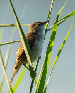Thrush warbler (Acrocephalus arundinaceus) on a reed, reed (Phragmites australis), Lower Saxony,