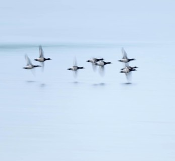 Heron duck (Aythya fuligula), heron flying over a lake, motion blur, long exposure, pull, mopping