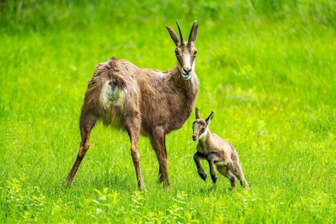Chamois (Rupicapra rupicapra) Mother (doe) with her youngster (fawn) on a meadow, Austria